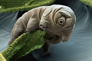 Дивлячись (водяний ведмідь) Дивлячись (водяний ведмідь)